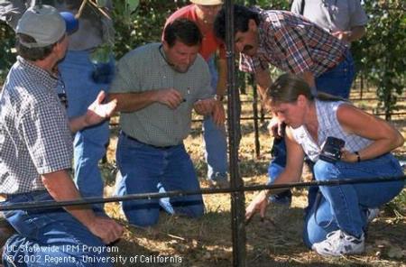 IPM Farm Advisor Walt Bentley discusses vineyard pest management with PCAs, grower, Farm Advisor Paul Verdegaal, and CDFA scientist Kris Godfrey.